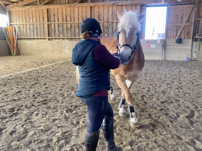 Trainingstherapie für Pferde im Landkreis Bad Tölz - Wolfratshausen